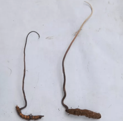 315珍峰打假中小心这些虫草有毒