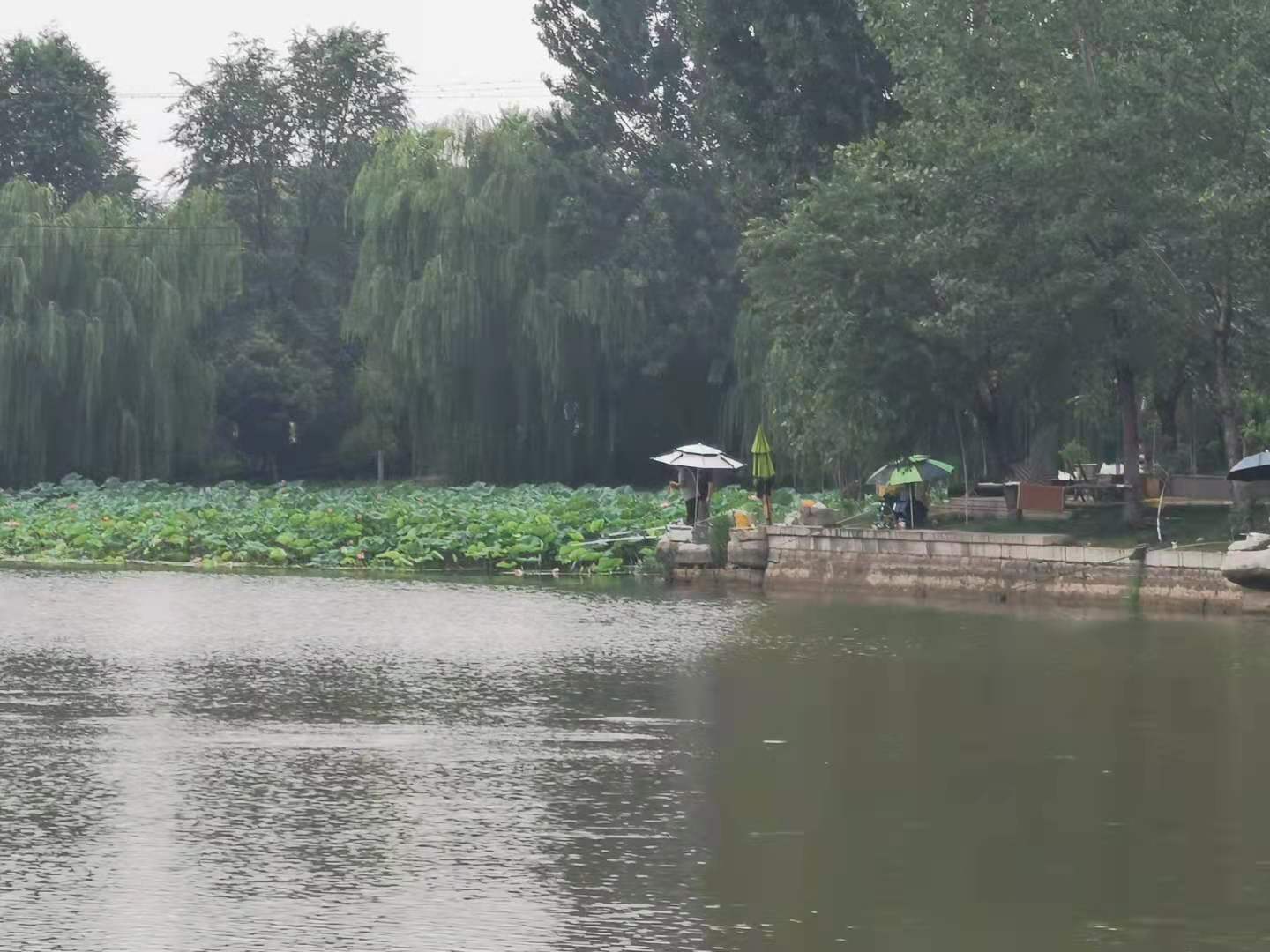 生活|杨丽娟：你的努力，终究不会白费