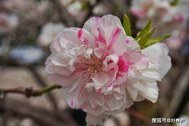 桃花|桃花十大观赏品种，哪一种更美？