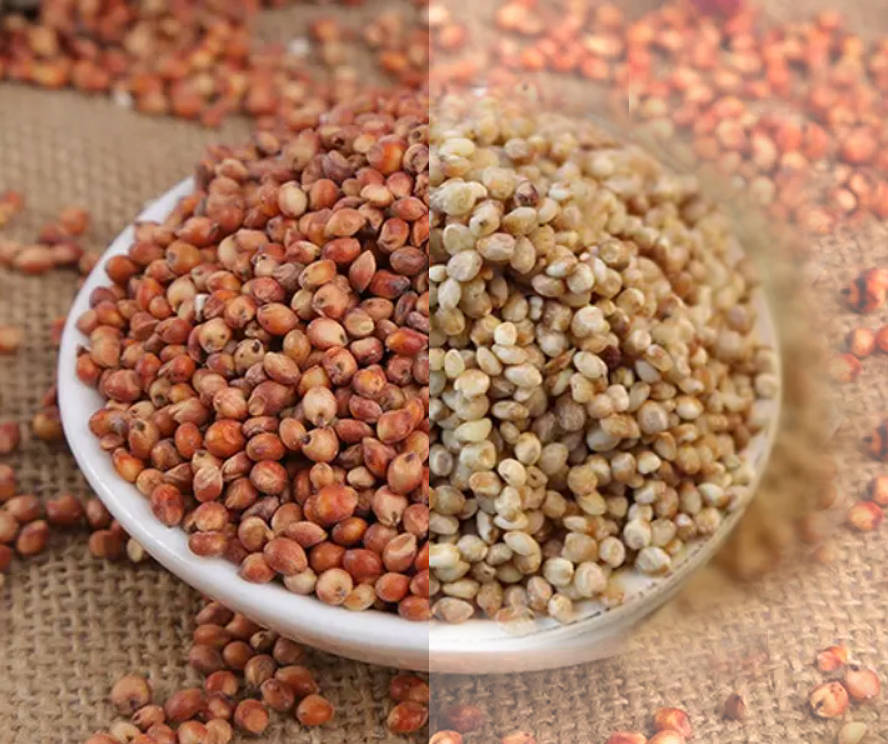 优粮之造酱香酒御用红缨子高粱好在哪