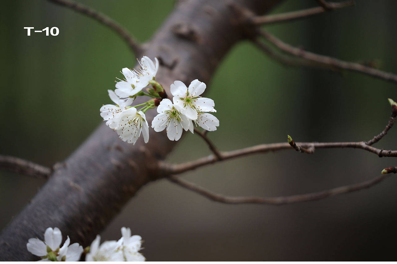 特征|哪个是樱花，哪个是樱桃花？你能否分清？