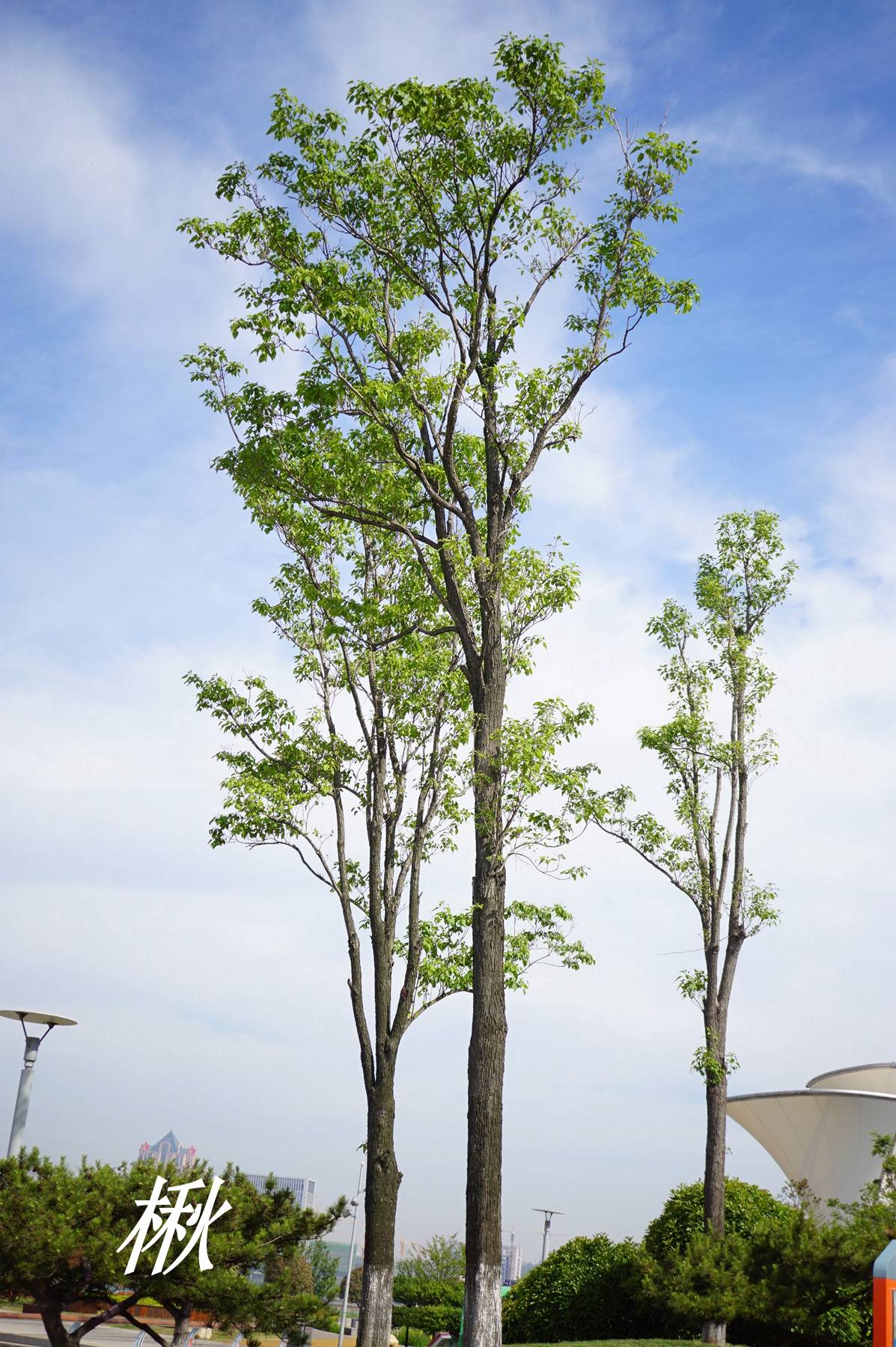 《诗经》里的植物辨识(二十四)楰是灰楸