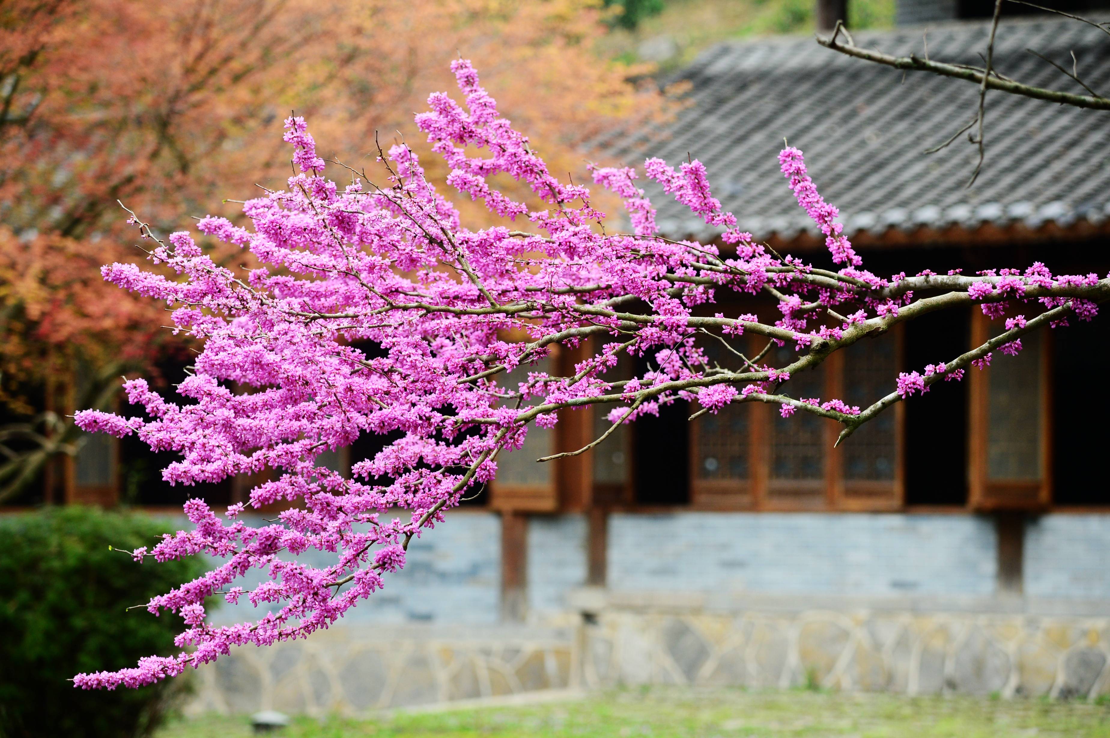 张家界黄龙洞百花盛开春光美姹紫嫣红惹人醉组图