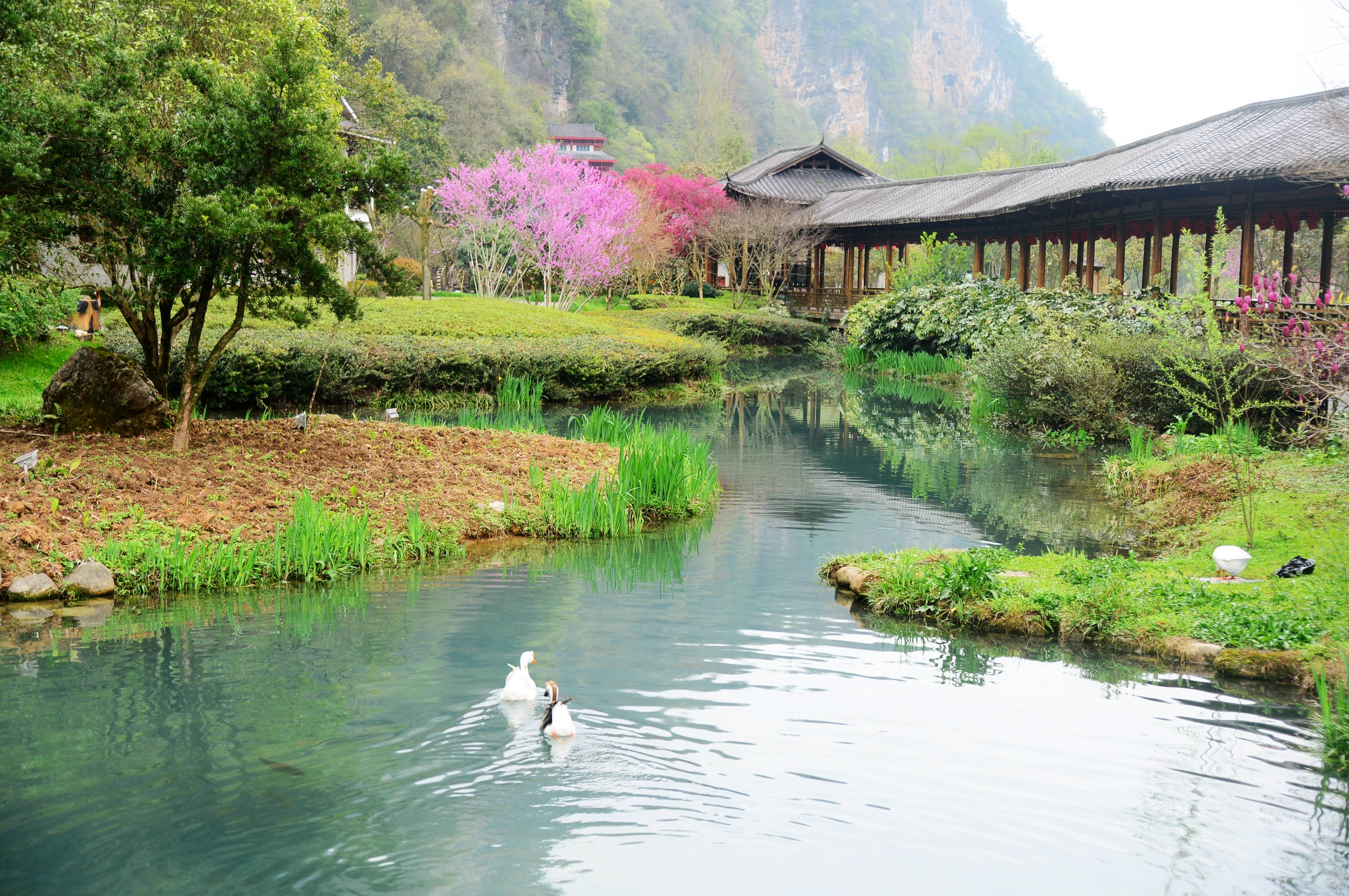 张家界黄龙洞百花盛开春光美姹紫嫣红惹人醉组图