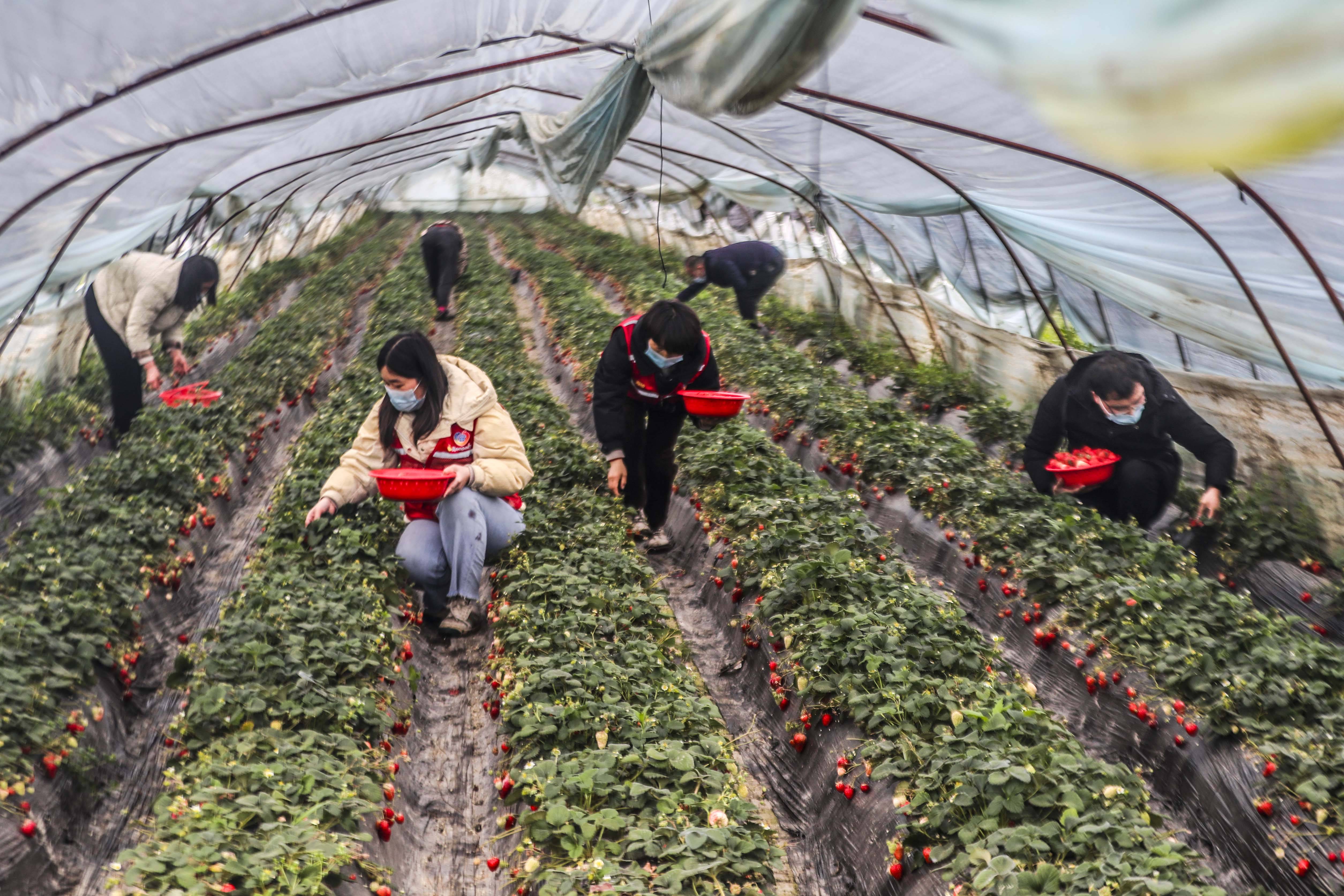 泰州市海陵区罡杨镇杨庄社区网格员利用双休时间,到社区草莓种植大棚