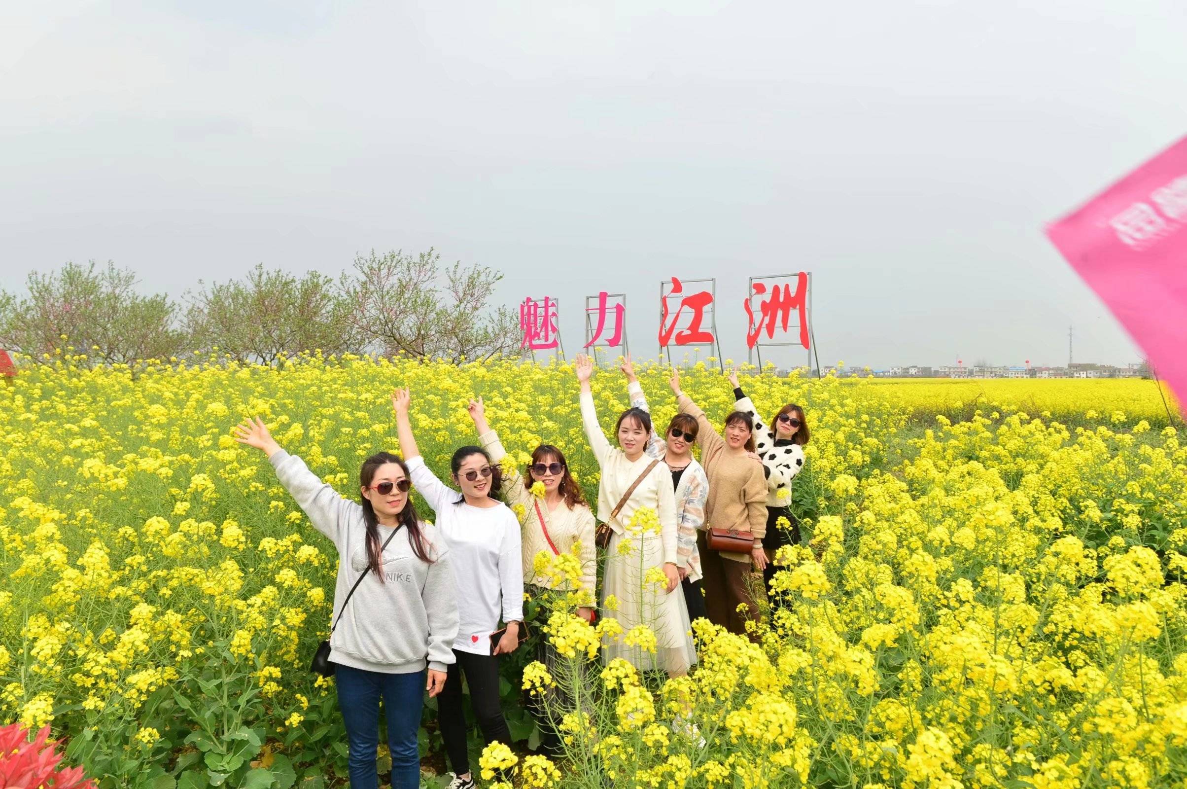 江洲油菜花農民心中最美的花_長江_沙灘_人們