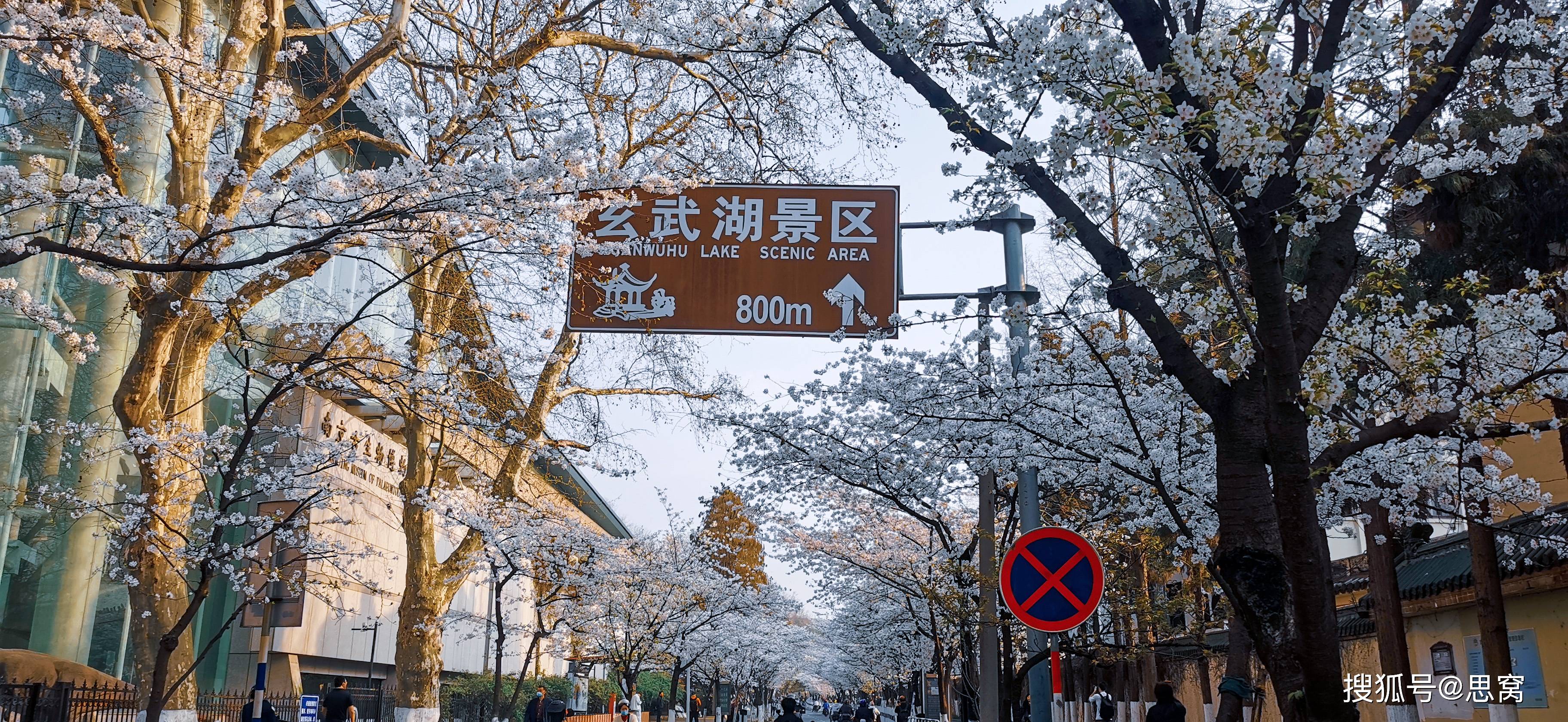 南京玄武湖公园一年一度玄武湖樱花节如约而至