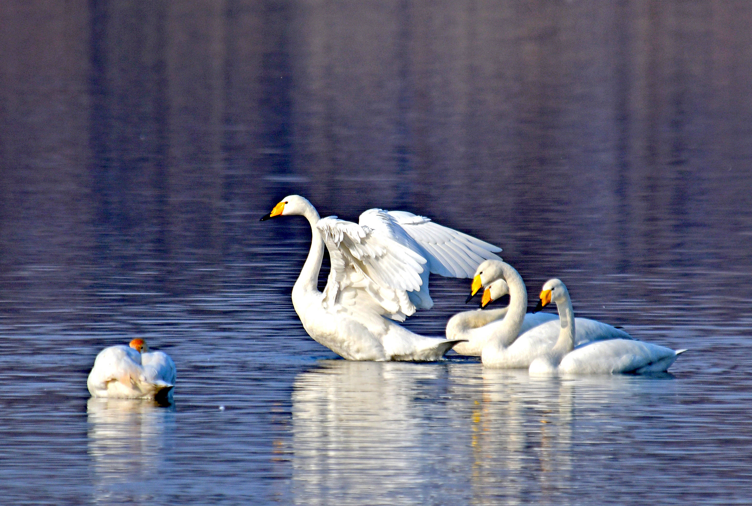 大天鹅下世界上飞得最高的鸟类之一