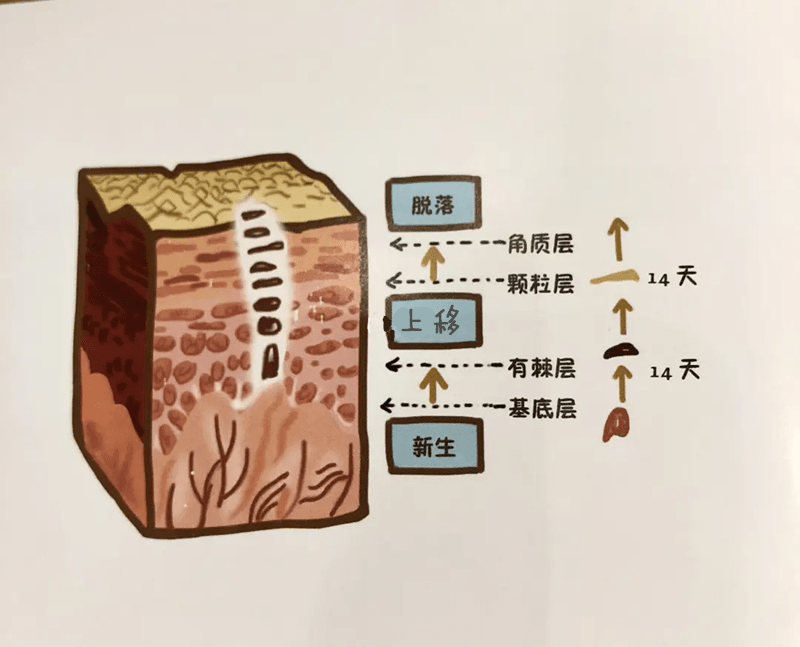 什么修复激素脸，必须要经历反跳期，你了解过吗？