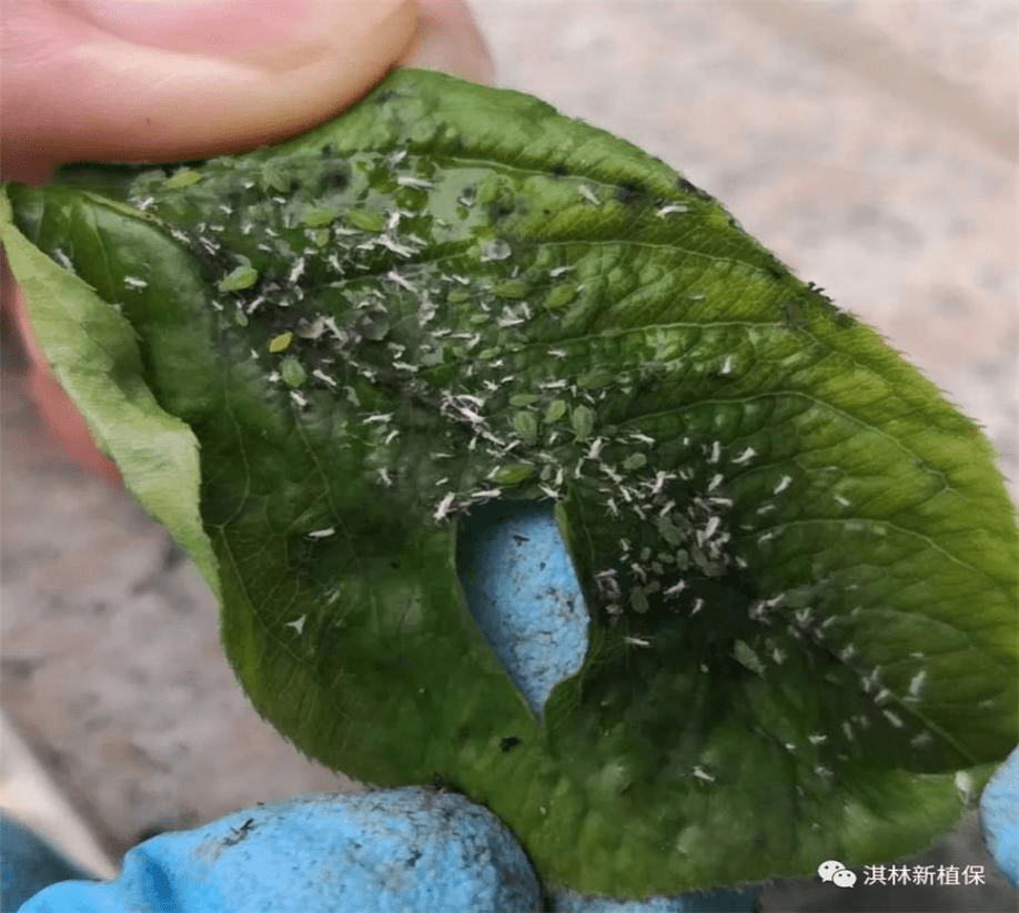 蚜虫分泌蜜露图片