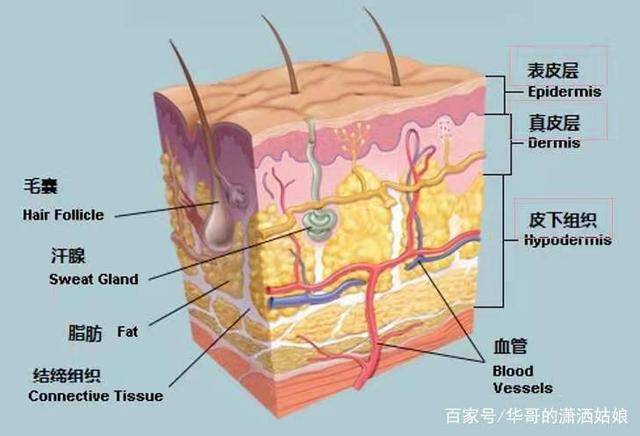 人体蓝芙—肌肤每层都住着什么？
