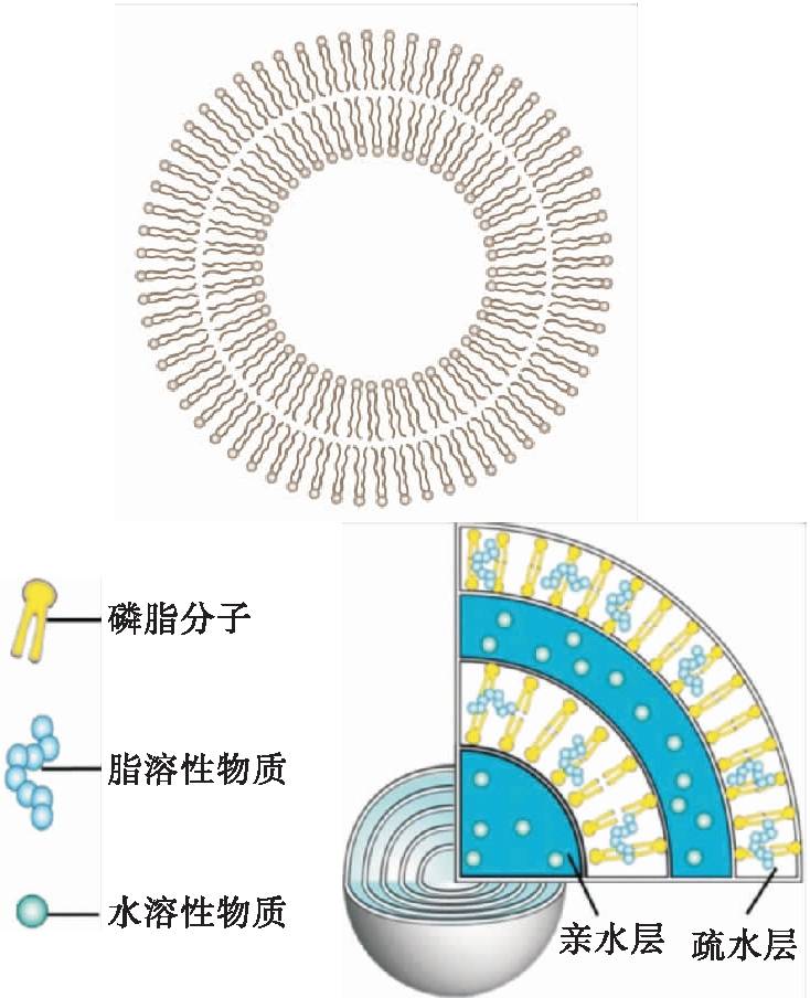 納米脂質體在食品工業中應用及製備方法