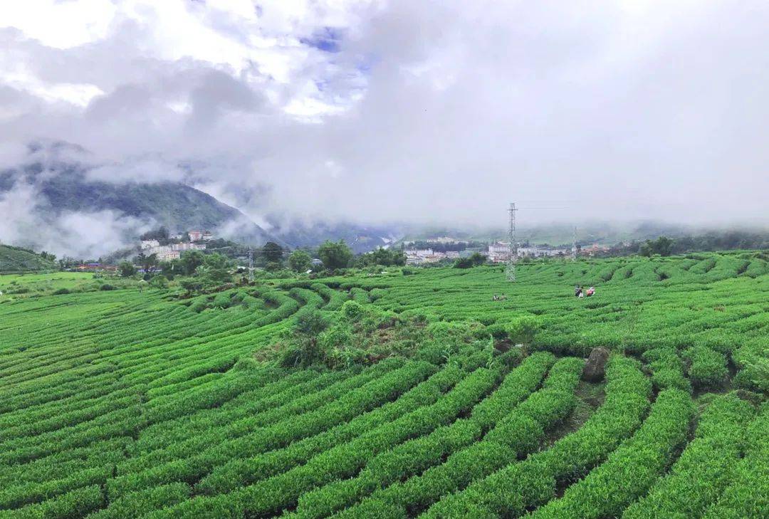 西藏特產研究所x墨脫有機茶蓮花秘境孕育茶界新貴