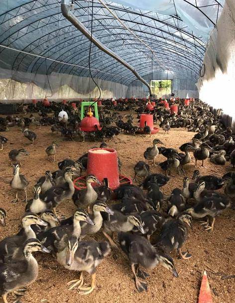 养殖旱鸭臭味大怎么办