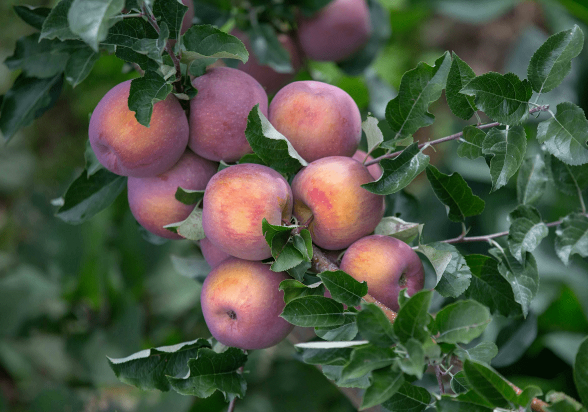相比较普通苹果,小金苹果果大色鲜,味美香甜,富含多种维生素,糖类以及