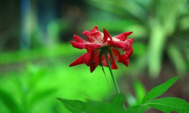 未来6天 姻缘命注定 痴情再续 前缘重启 劝回挚爱 永不分离 双子座 财运 生肖龙