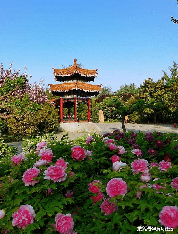 周末时洛阳中国国花园花开惊艳满园牡丹飘香美丽的亮点很难忘