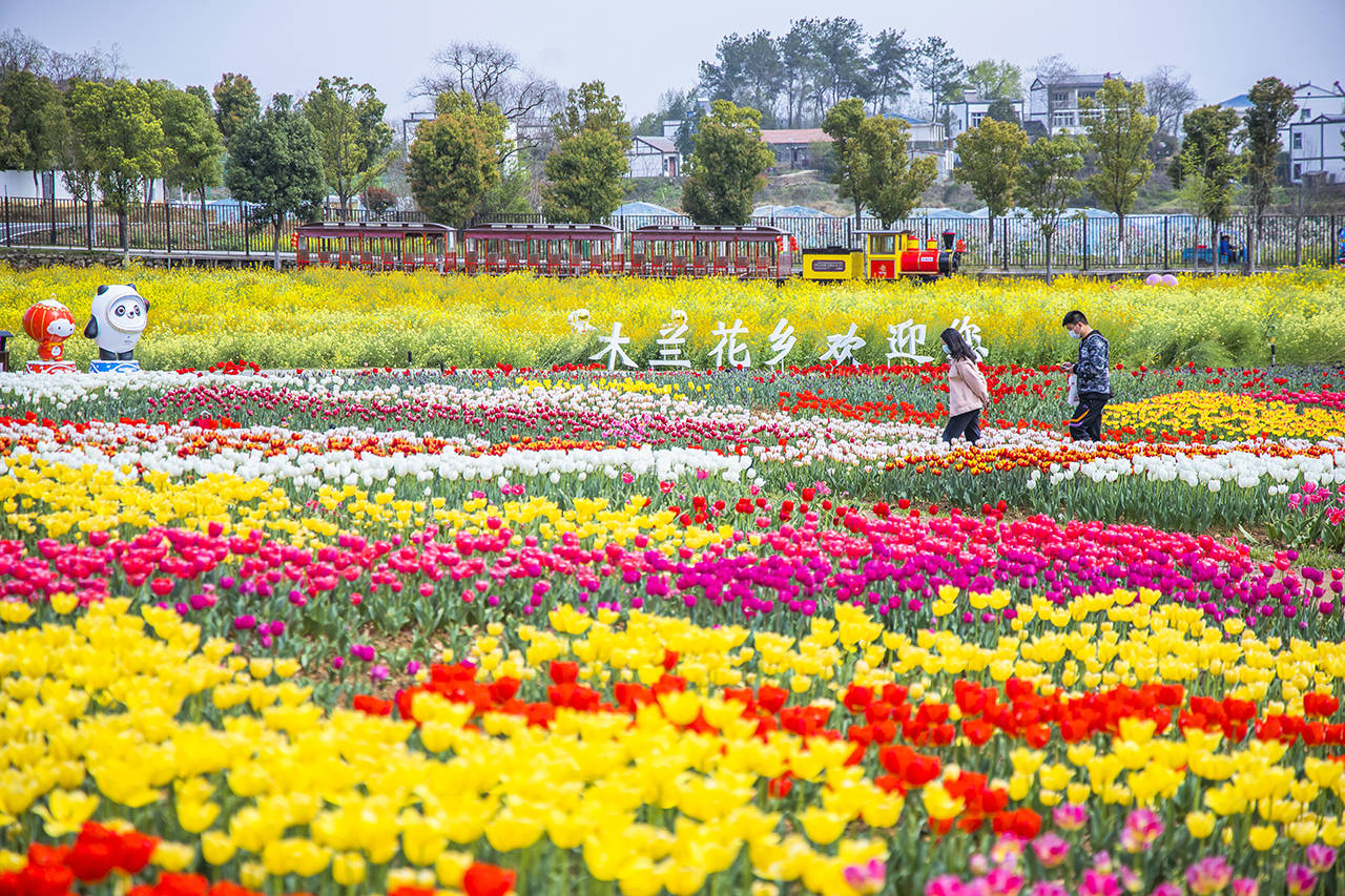 探春寻梦木兰花乡,赏花,游乐,亲子欢乐多_旅游_表演_黄陂