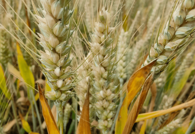 小麦的麦穗是由穗轴和小穗组成,每个麦穗由18～22个小穗组成,每个小穗