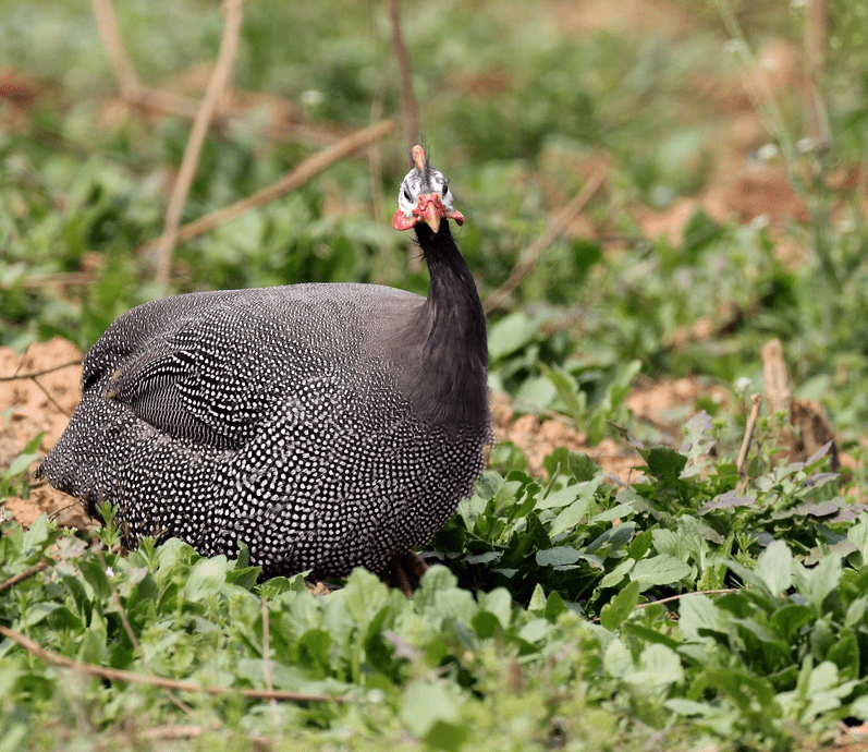 新品小鲜肉来袭黎江村珍珠鸡