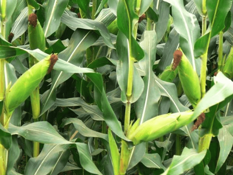 玉米多穗的原因玉米多穗的管理技术玉米施肥用什么肥料好