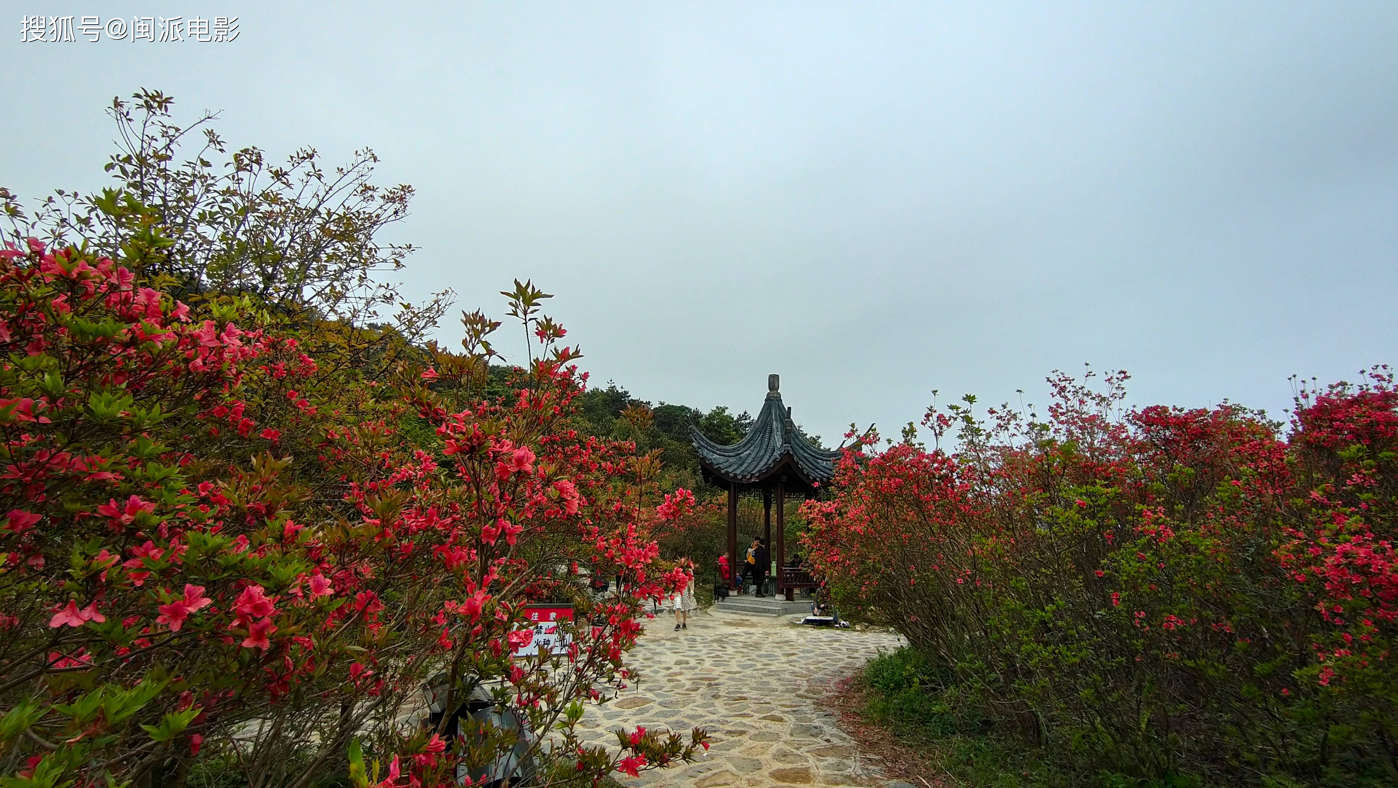 穿越佛耳山杜鹃花海,遇见山水茶乡安溪祥华