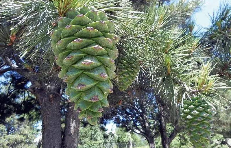 超好剥的巴西松子,一吃就上瘾!