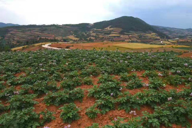 承包荒山致富项目 个人承包荒山补偿标准