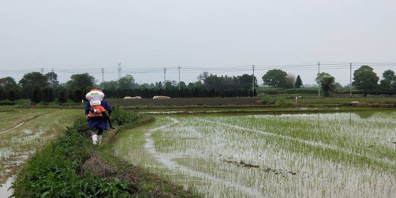 田里做核酸图片