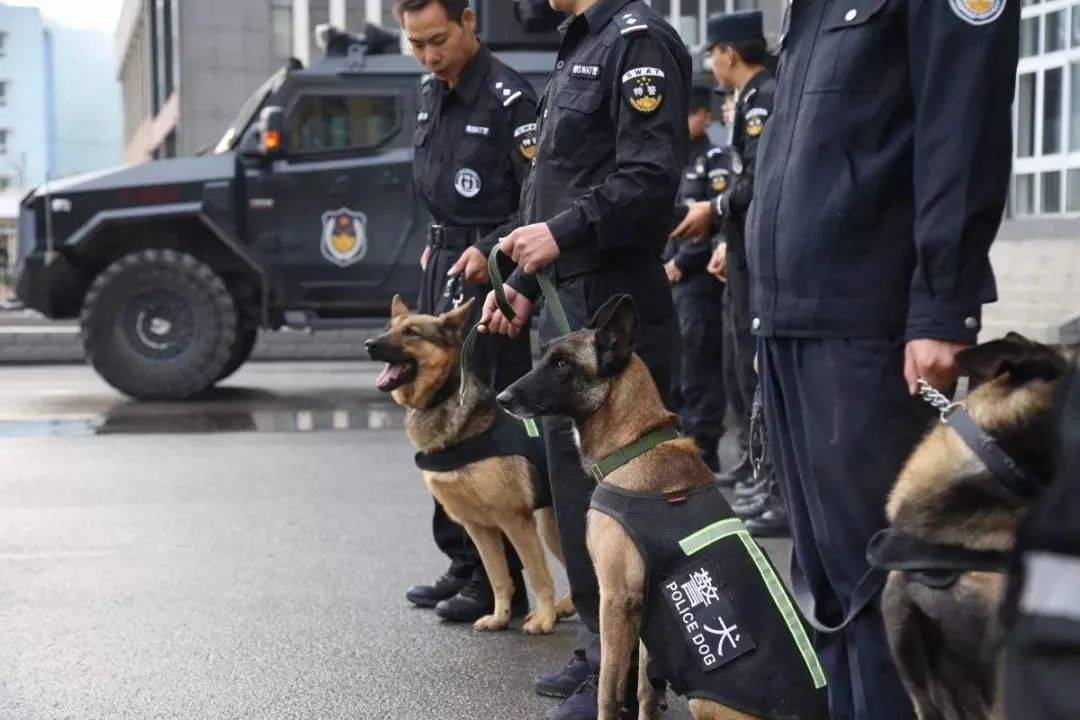 警犬技术毕业后干什么？就业方向及就业前景怎么样？_专业_训练_公安