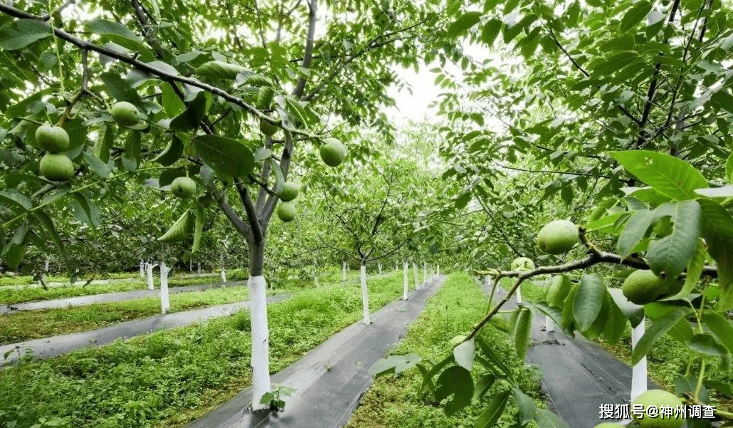 托管晋中左权开启核桃全产业链发展新模式