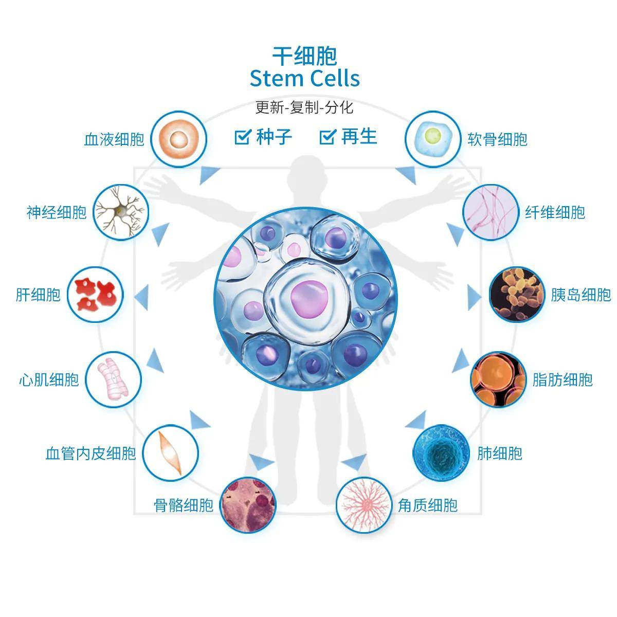 中国科学家首创化学重编程技术为干细胞研究解决瓶颈问题