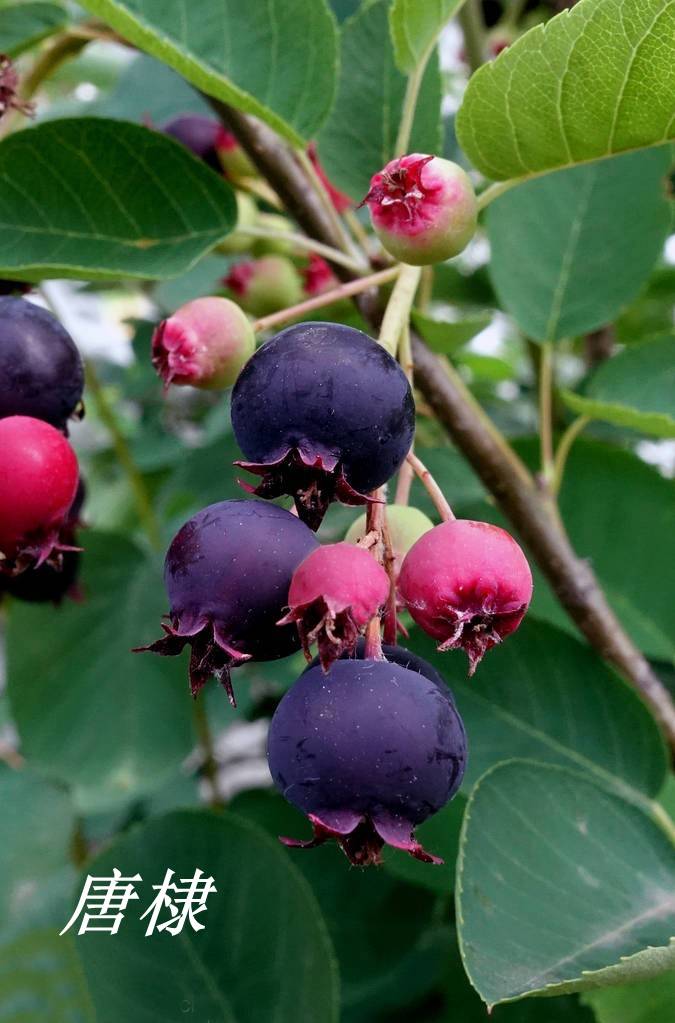 诗经里的植物辨识三十二常棣棠棣和唐棣下