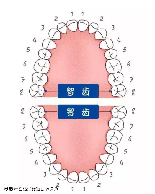 牙齿颗数对照表图片