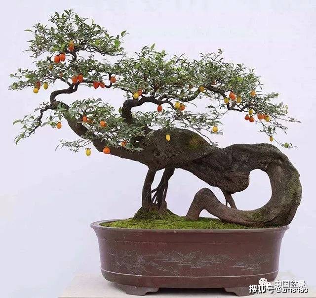 金弹子盆景_弹子_盆景