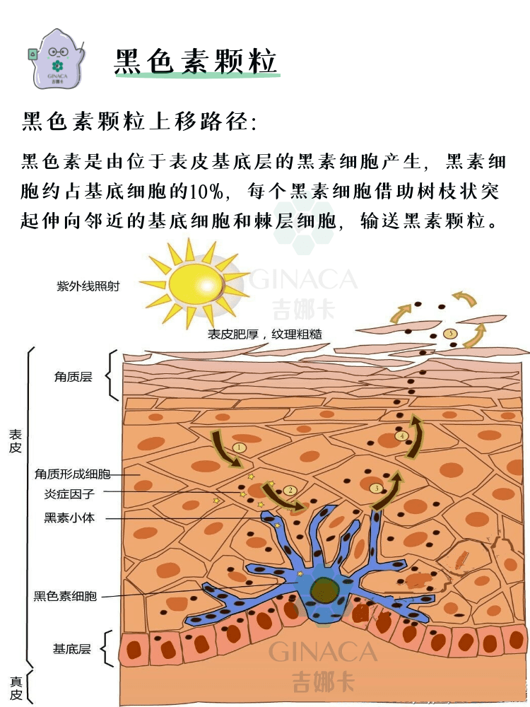 皮肤美白最全攻略