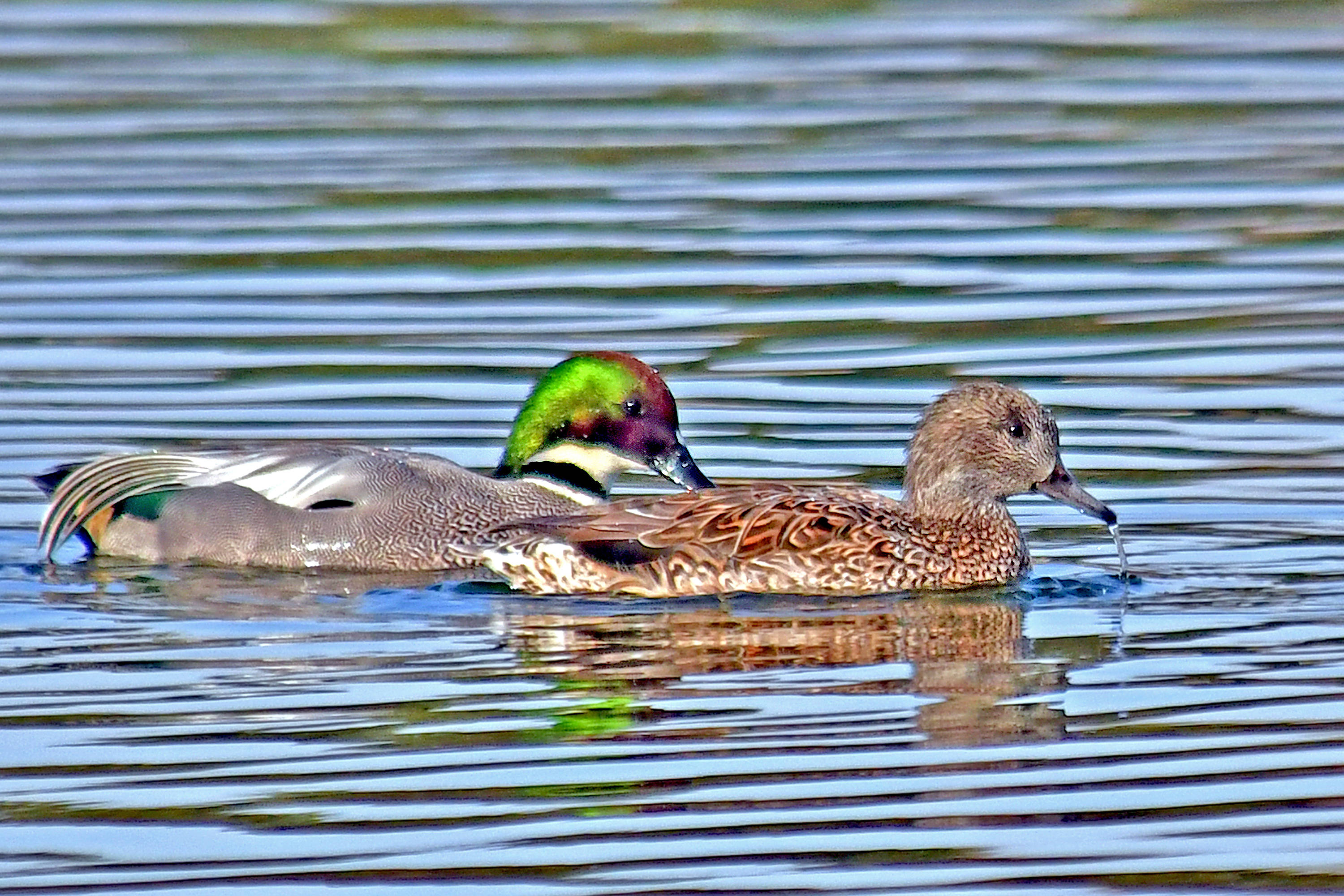 (一)春江水暖鸭先知——罗纹鸭