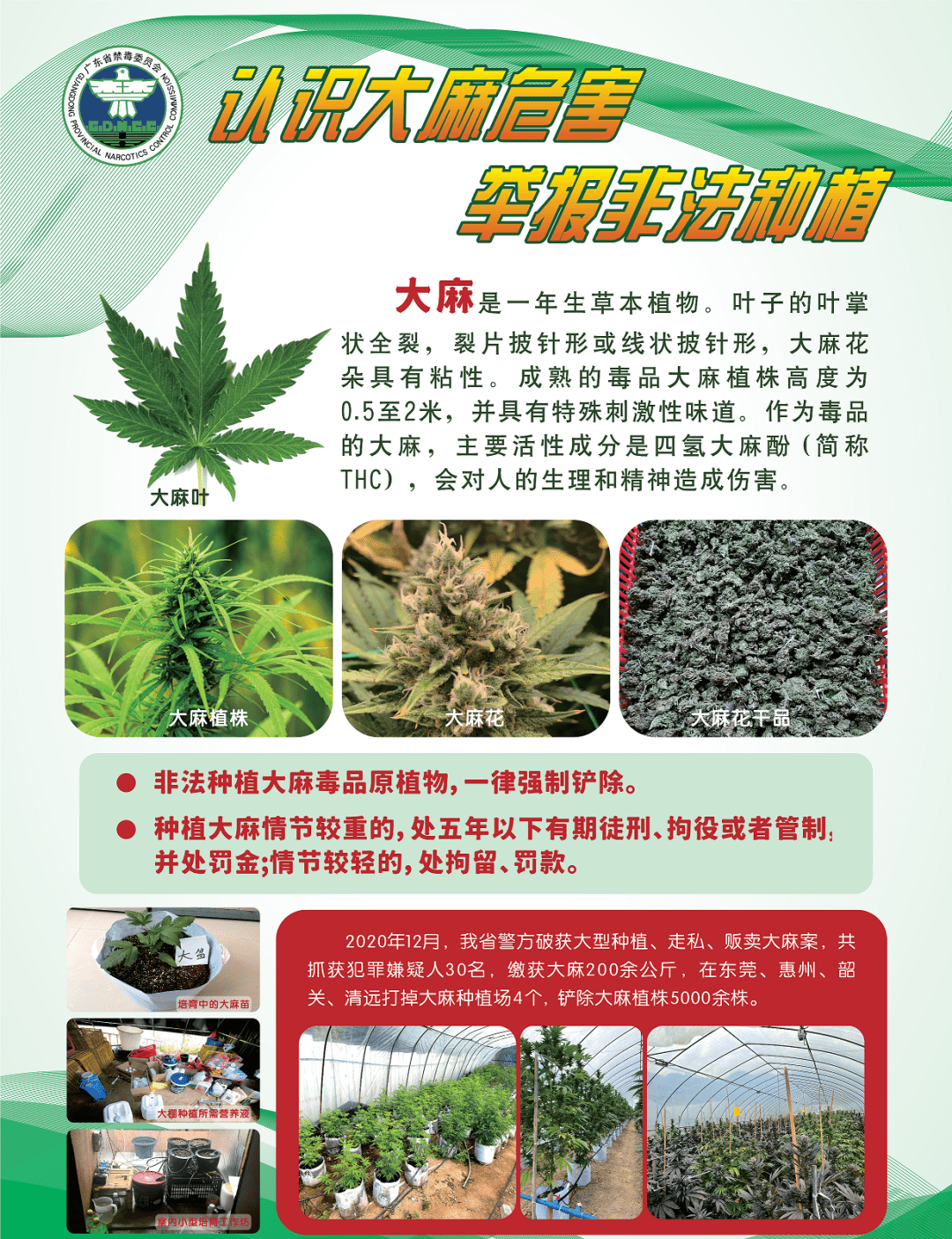 无论种植哪种毒品原植物,都要被斩草除根,而且种植者也将会受到严厉的