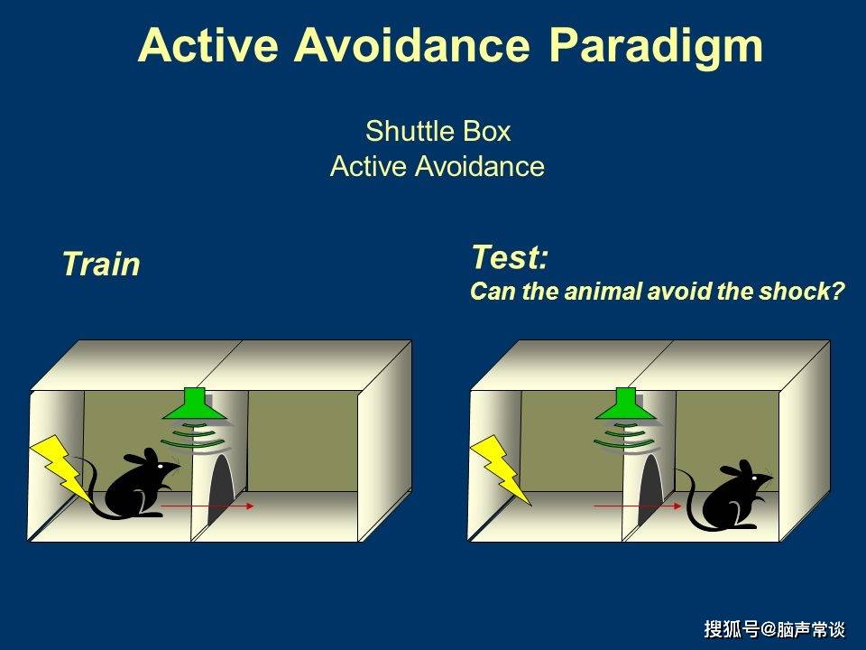 腦聲常談大小鼠穿梭實驗重要影響因素不同實驗條件5分鐘教您做穿梭