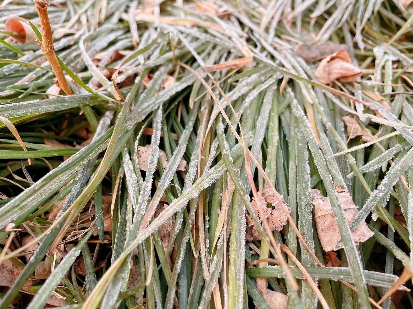 晨跑有悟有景有情更有心心相惜情相融景相應