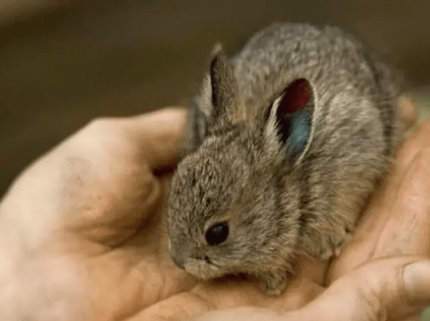 侏兔还要随时担心来自天空的猛禽,比如北美洲常见的灰泽鵟,渡鸦,王 