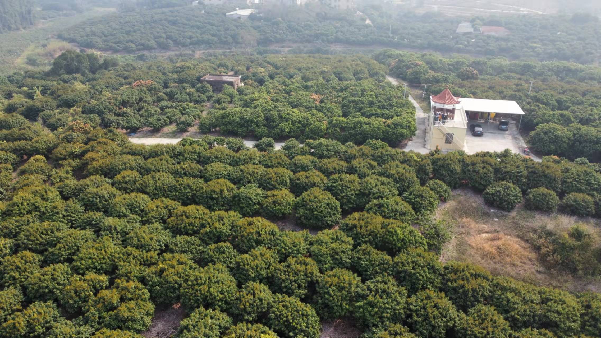 广东廉江20多万亩荔枝陆续进入收获期 预计总产量逾15万吨_种植_专业