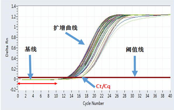 擴增曲線線性圖譜:橫座標:擴增循環數(cycle number ) ;縱座標:熒光