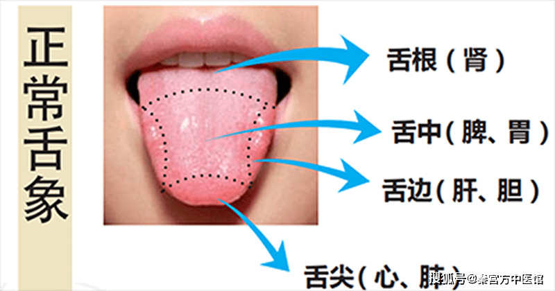 正常舌苔图片部位图片