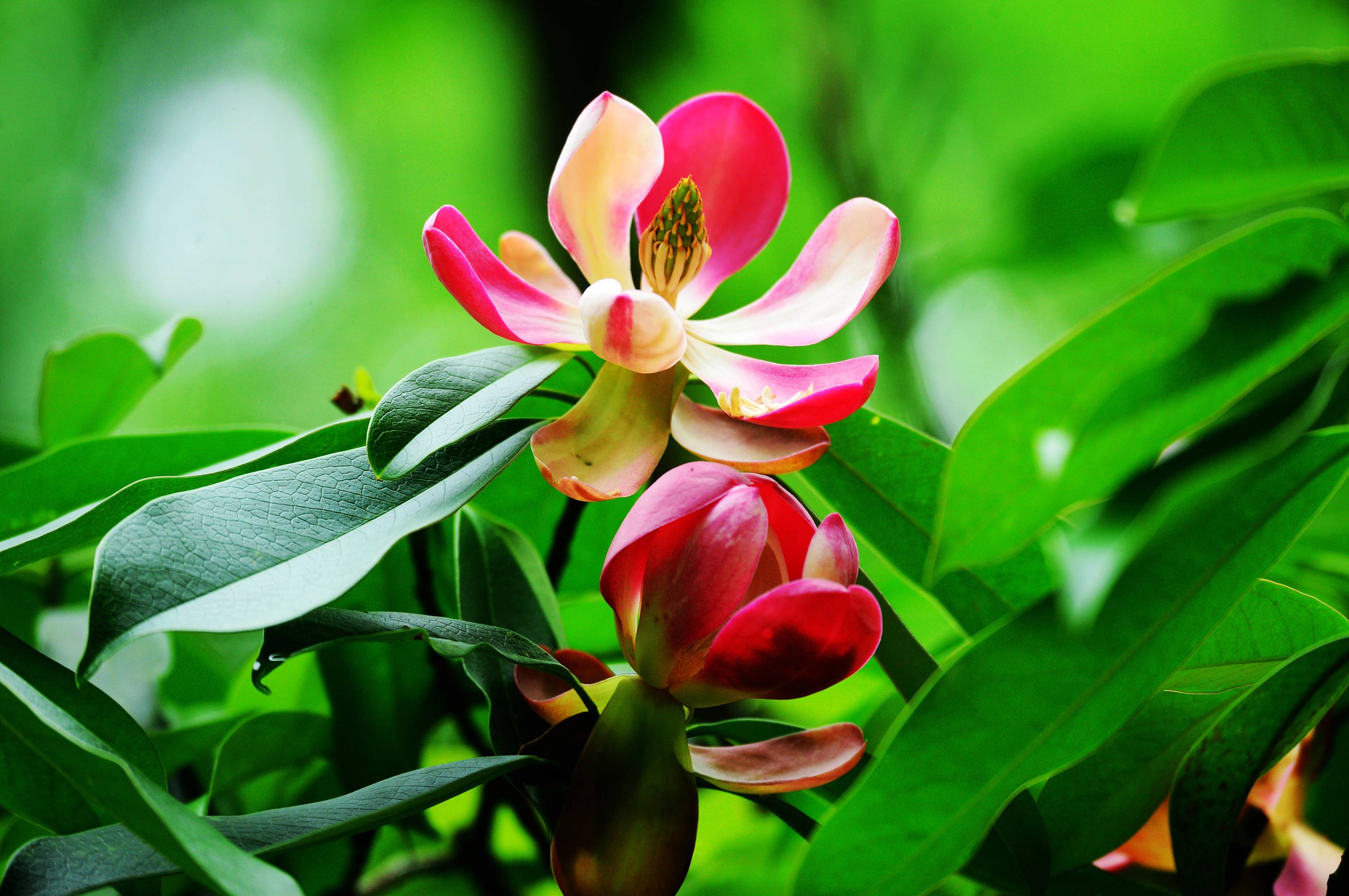 张家界天子山景区有种莲花长在树上组图