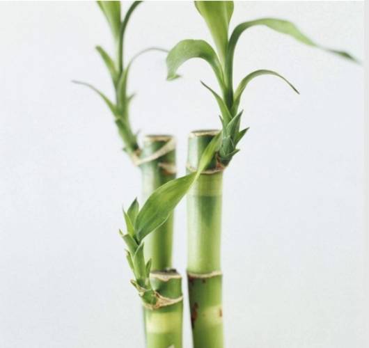 日照_竹绿青_养护