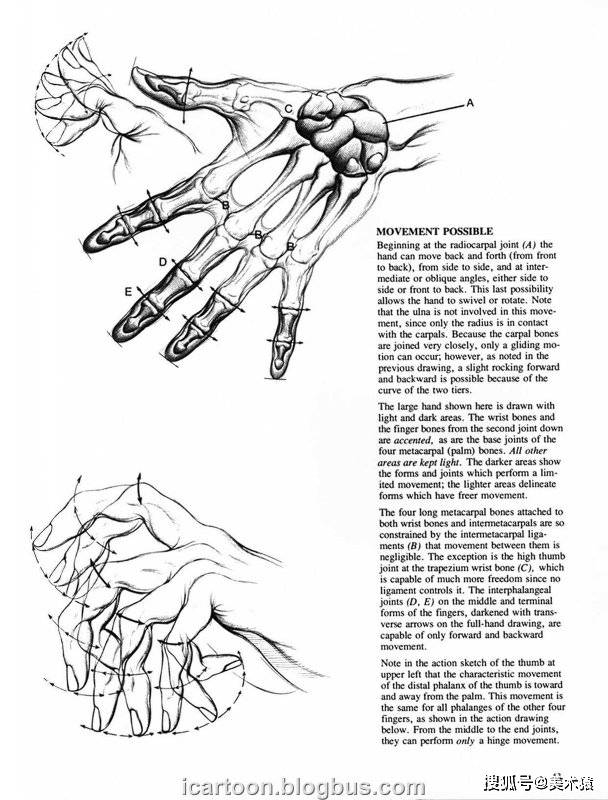 《动态素描·手部结构》_人体_伯恩·霍加斯_插图