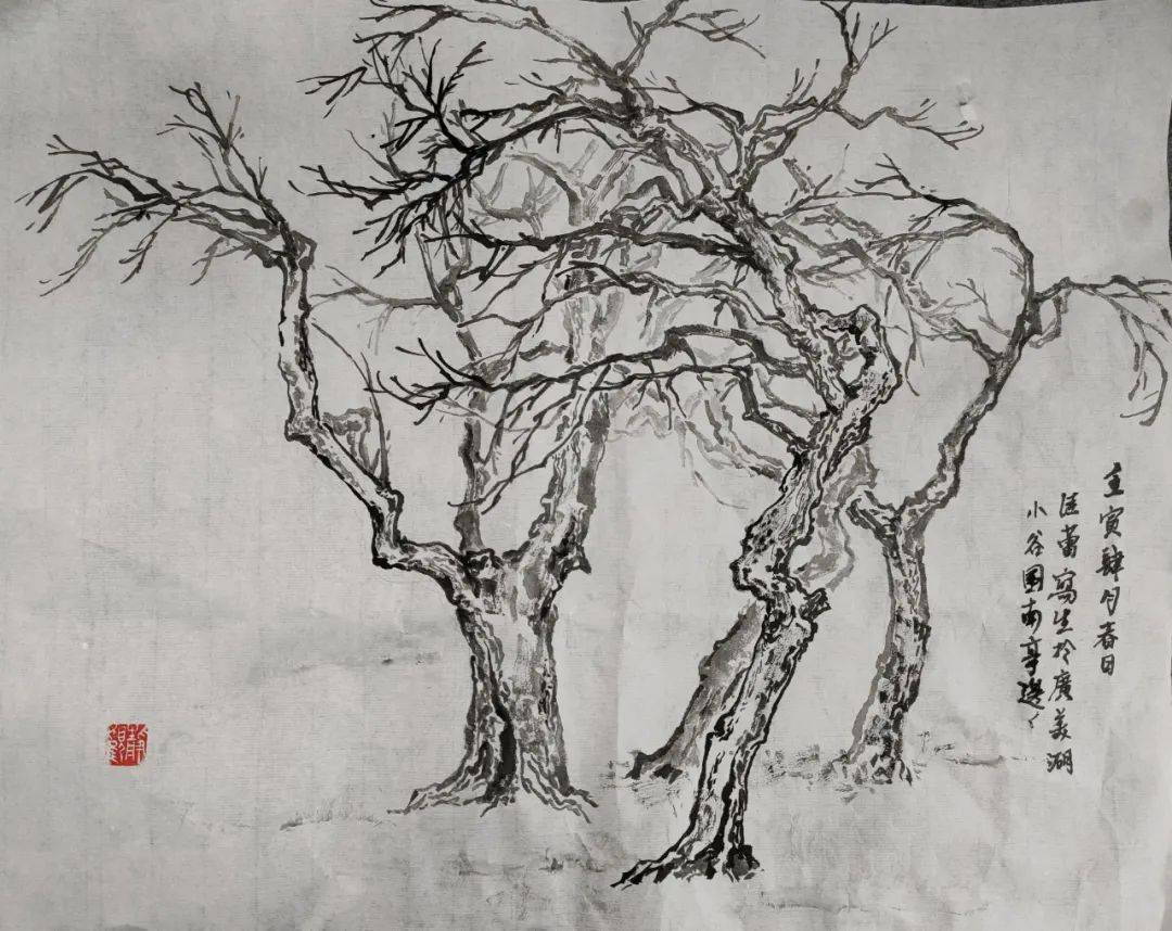 云杉树白描图片