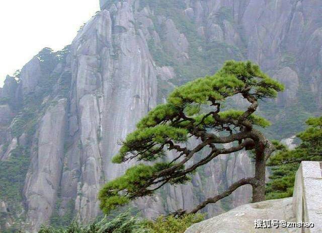 黄山奇松欣赏-搜狐大视野-搜狐新闻