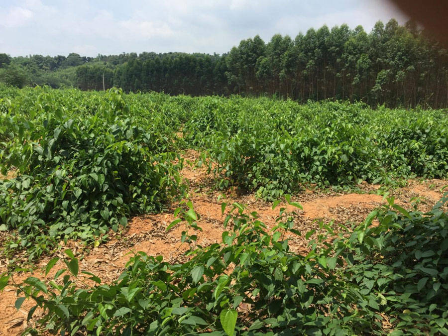 星油藤学名是南美油藤,又称为美藤果,印加果,属